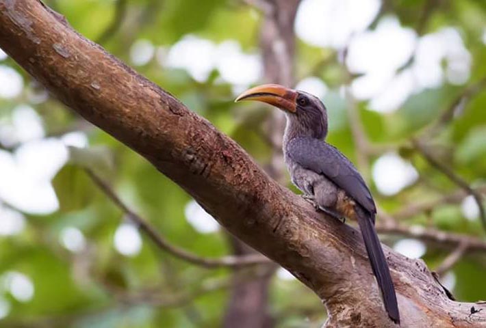 bird watching in the lush forest near Magenta Resort